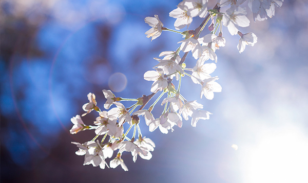Cherry blossom season is near