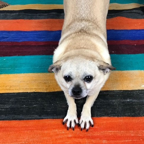 small dog on a colorful rug