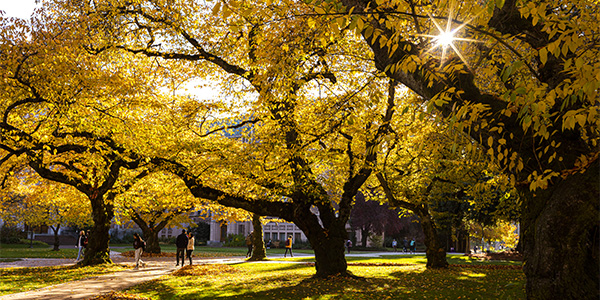 Autumn leaves on UW campus tree