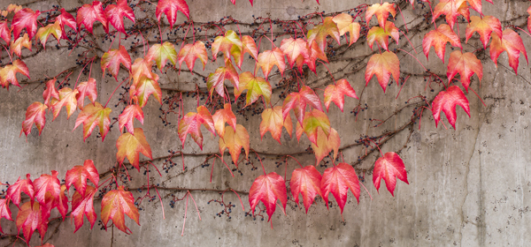 vines with reddish leaves on a vine