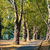 trees on Memorial Way